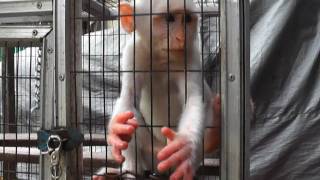 White Macaque Monkey Reaches Both Hands Pramuka Animal Market Indonesia [upl. by Enwahs]