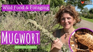 How To Identify Mugwort Wild Food amp Foraging [upl. by Ellennod]