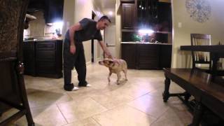 Daisy Duke  Trained Red Heeler doing some tricks [upl. by Trow]