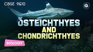 Osteichthyes and Chondrichthyes  Biology  CBSE Class10  Embibe Achieve CBSE Class 9amp10 [upl. by Valorie]