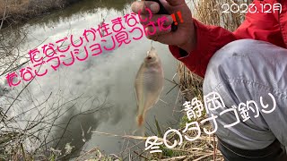 【タナゴ釣り】タイリクバラタナゴばかり釣れる、たなごマンションで！冬のタナゴ釣り‼️ [upl. by Emelina106]