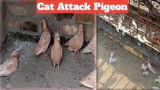 Nayi Wali Loft Me Billi Ne Kabutar Pakad Liya Big Mistake In New Pigeon Loftpigeon loft 51024 [upl. by Aroel]