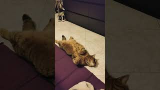 CAMILLO IN RELAX funnyvideo cat gattidivertenti catlover pets catshorts camillotranquillo [upl. by Sancho]