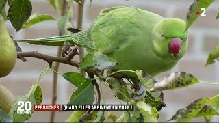 Perruches  Quand elles arrivent en ville  JT du lundi 27 mars 2018 [upl. by Eylhsa]