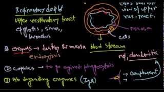 Haemophilus influenzae pathogenesis [upl. by Yajeet]