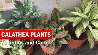 Calathea Plants Varieties and Identification  How to Grow and Care Calathea in English with CC [upl. by Hareema]