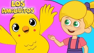 El pollito Amarillito Cancion Infantil 30 minutos  Los Amiguitos [upl. by Esor]