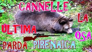 ANIMALES EXTINTOS ESPAÑA Cannelle la ÚLTIMA Osa PIRENAICA ︻┳═一 Ursus arctos pyrenaicus [upl. by Finer]