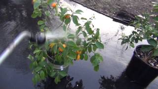 How to control Citrus White Fly Problem [upl. by Ydnik962]