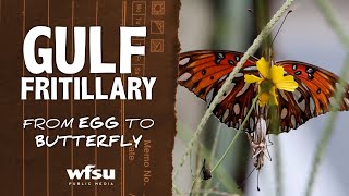 Gulf Fritillary Life Cycle from Egg to Adult [upl. by Ellehcrad]