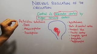 CVS physiology 117 control of vasomotor Center by higher nervous Centers [upl. by Ahsenyl764]