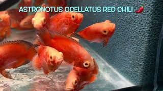 Astronotus ocellatus RED CHILI 🌶️ [upl. by Volney]