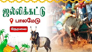 🔴LIVE பாலமேடு ஜல்லிக்கட்டு 2024  Palamedu Jallikattu 2024  Pongal Special  Vendhar TV [upl. by Nahtnanhoj]