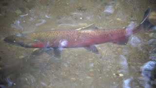 Record Salmon Run at Carkeek Park Seattle 2024 [upl. by Esinev280]