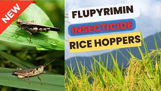 Flupyrimin new Insecticide for Effective Rice Hoppers Control Mode of Action Uses amp Dosage [upl. by Enyaht]