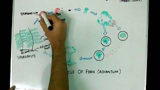 XI Botany Topic quotLife Cycle of Fern Adiantumquot Lecture 2 [upl. by Ferrigno506]