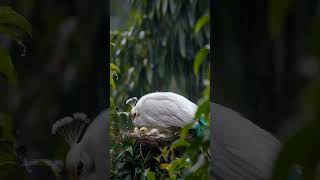 peahen nature birds animals [upl. by Aniaj]