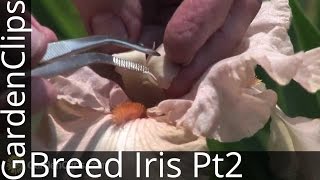 Iris Genetics and Hybridizing with Dr Kenneth Kidd  Part 2  Breeding Iris How Its Done [upl. by Auos]