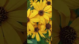 Helianthus angustifolius is a species of sunflower known by the common name swamp sunflower [upl. by Yarahs]