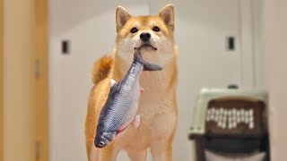 Shiba Inu Dogs Reaction to MOVING Fish [upl. by Claudie322]