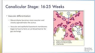 The Five Stages of Fetal Lung Development [upl. by Seyah]