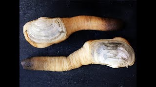 Anatomy of a Geoduck [upl. by Waters]