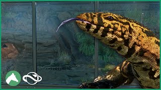 Building an Indoor NILE MONITOR Habitat in the Elm Hill City Zoo  Planet Zoo [upl. by Demp751]