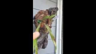 Mounting staghorn platycerium ferns onto driftwood [upl. by Emmerich]