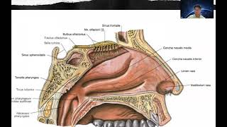 Organ Sensoris 12 Nervus Cranialis Sistem Saraf Pusat dan Pathways [upl. by Breed]