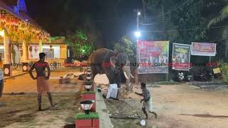 elephant runs amok during viyyur vishnu temple festival koyilandy [upl. by Dalton]