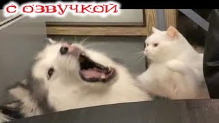 Приколы с котами С ОЗВУЧКОЙ Смешные коты и собаки Самые Смешные Животные Засмеялся подписался [upl. by Marquardt701]