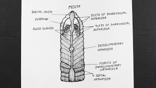 Diagram Of Nephridial System In Earthworm  Class 11  Biology [upl. by Yar985]