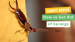 Expert Advice  How to Get Rid of Earwigs in Your House [upl. by Gersham583]