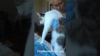 Intaking a momma cat with three kittens whiskersandbiscuits fosteringsaveslives fortworthferals [upl. by Ainex]