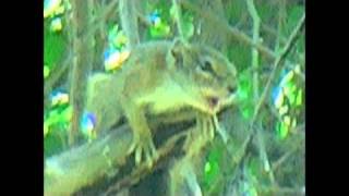 squirrelalarm a very loud squirrel in Africa [upl. by Magan108]