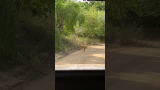 Yala National Park srilanka travel animals trendingshorts trending viralvideo couplegoals [upl. by Miksen]