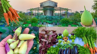 Massive Organic Vegetables Harvesting From My Terrace Garden  Harvesting Organic Vegetables [upl. by Azyl]