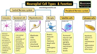 Neuroglial Cell Types by location and Basic function 6 Types of Glial cells and their function [upl. by Maiah]