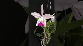 Cattleya Claradiana intermedia x lueddemanniana anggrek cattleya orchid [upl. by Nahem200]