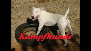 Kampfhunde  Eine kleine Einführung [upl. by Reiko]