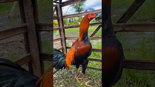 Ayam Mangon Muda youtubeshorts viralvideo shorts ayam ayamjago mangon pecintaayam rooster [upl. by Keryt152]