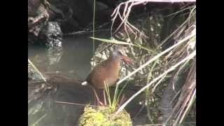 Virginia Rail calling [upl. by Steven]