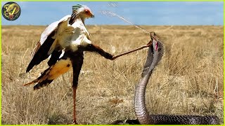 Incredible Moments Secretary Bird Kicked The Brutal Cobra In The Head For Revenge  Animal Fighting [upl. by Knapp982]