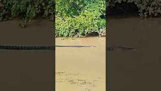 WELCOME To BHITARKANIKA NATIONAI PARK BOATING SERVICE KHOLA KALIHA CROCODAILSE SWIMMING TIME video [upl. by Kaiser]