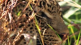 Watch an Elephant Try to Shake a Leopard Out of a Tree [upl. by Ennalyrehc]