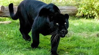 Amazing animal world  Panther [upl. by Lleval]