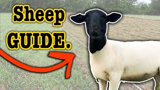 WHAT YOU NEED TO START SHEEP FARMING 15 Things for Beginners Ranching for Profit [upl. by Kesley]