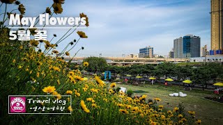 4K May Flowers  5월 꽃  Travel Vlog  모리슨 영상여행 [upl. by Eleaffar]