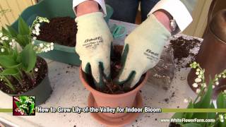 How to Grow LilyoftheValley Indoors  White Flower Farm [upl. by Notsgnik]