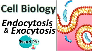 14  Endocytosis amp Exocytosis  Membrane Transport  IB Biology  TeachMe [upl. by Ecirum]